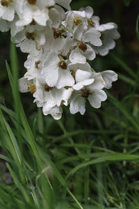 Close-up of white flowers blooming outdoors