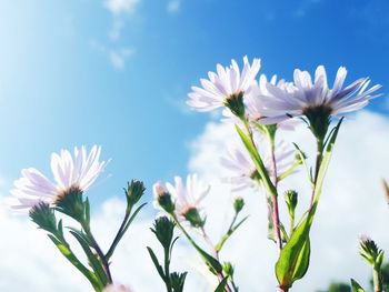 Close-up of purple flowering plant against sky