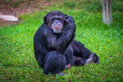 Close-up of monkey sitting on grass