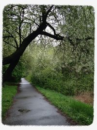 Trees in park