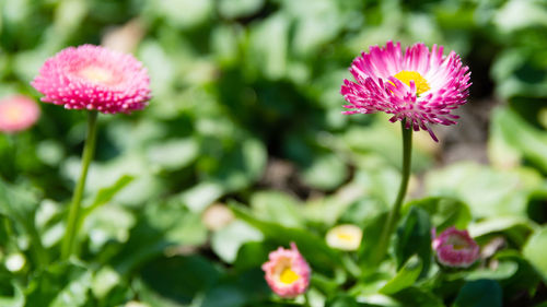 Close-up of pink flowering plant