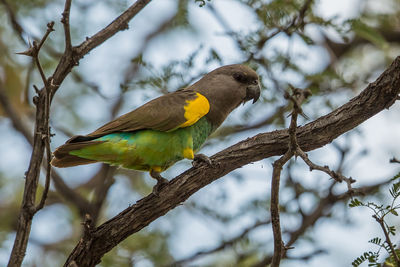 Low angle view of bird perching on tree