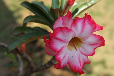 Close-up of pink rose flower