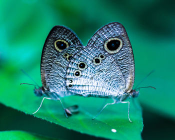 Close-up of butterfly on leaf