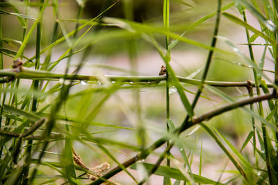 Close-up of fresh green grass