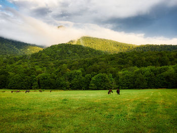 Scenic view of field against sky