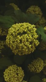 Close-up of flowering plant