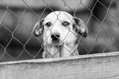 Portrait of dog behind fence