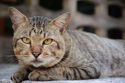 Close-up portrait of a cat