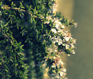 Close-up of flower buds