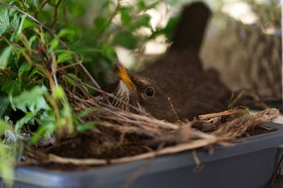 Close-up of bird in nest