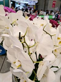 Close-up of white flowering plants