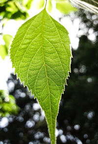 Close-up of leaves