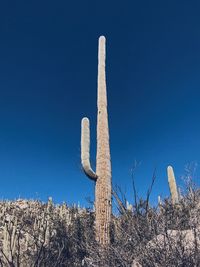 Low angle view of cactus against clear blue sky