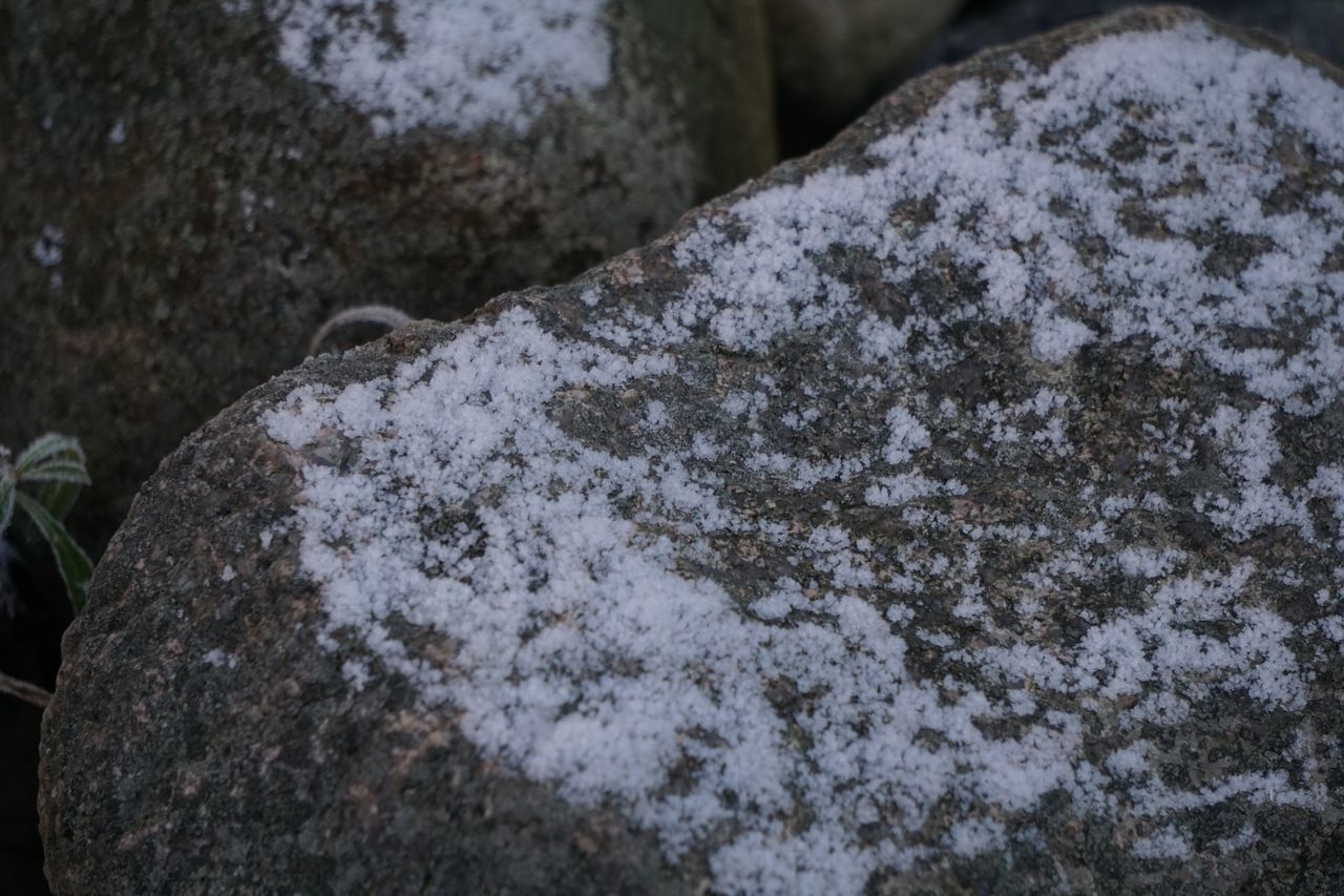 CLOSE-UP OF LICHEN ON ROCK