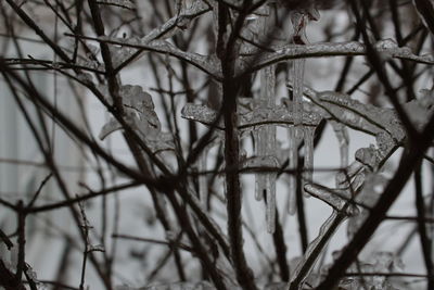 Close-up of twigs