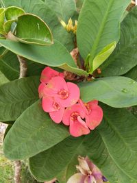 Close-up of flower blooming outdoors