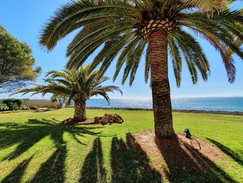 Palm trees by sea against sky