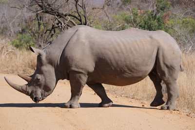 Side view of horse standing on field