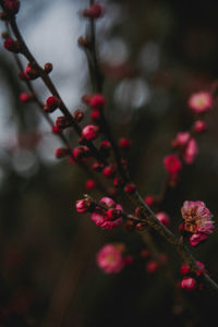 Extreme close-up of pink plum blossoms outdoors