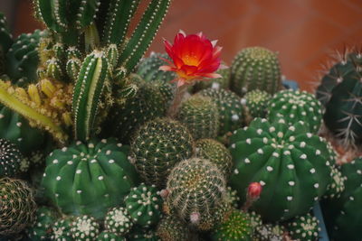 Close-up of succulent plant