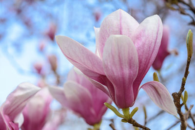 Close-up of fresh pink cherry blossoms