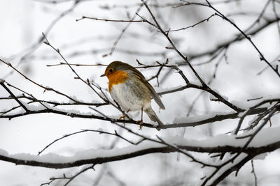 Close-up of bird perching on branch