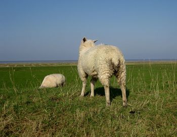 Sheep in a field