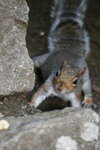 Portrait of squirrel