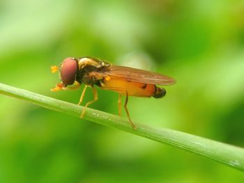 Close-up of insect on plant