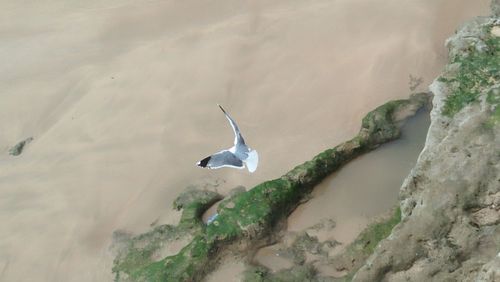 High angle view of seagull flying over sea