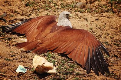 View of bird on field