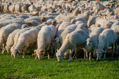 Sheep grazing in field