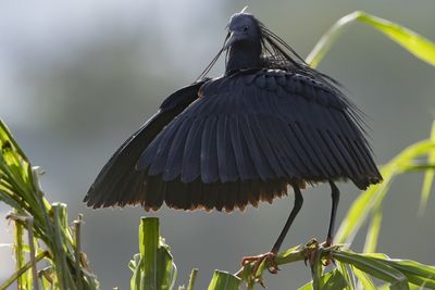 Low angle view of bird perching on plant