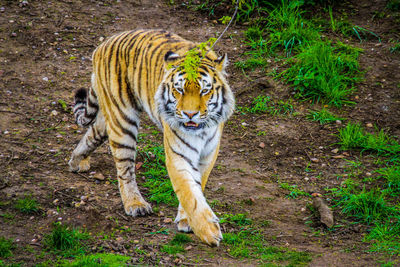 Cat walking in a forest