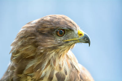 Close-up of a bird looking away