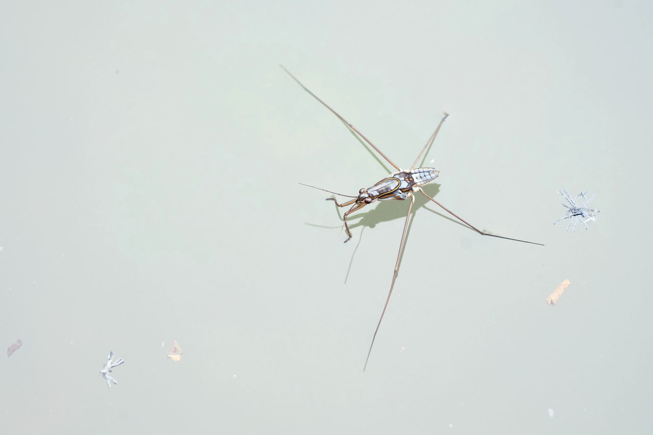 CLOSE-UP OF INSECT AGAINST SKY OVER BACKGROUND