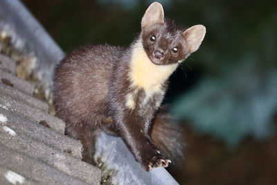 Close-up portrait of a cat
