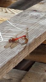 Close-up of wooden plank