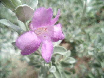 Close-up of purple flowers blooming outdoors