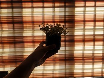 Close-up of hand holding plant against window