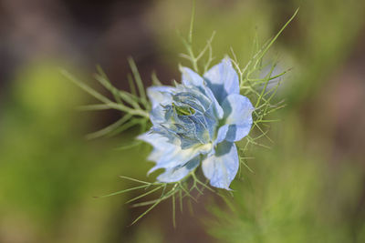 Close-up of purple flowering plant