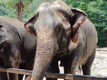 indian elephant