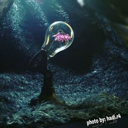 Close-up of jellyfish swimming in sea