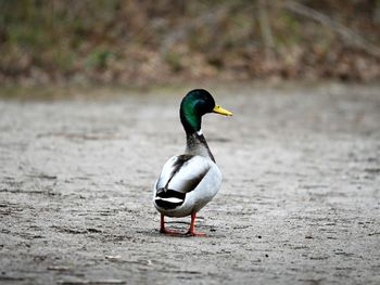 Duck on a path