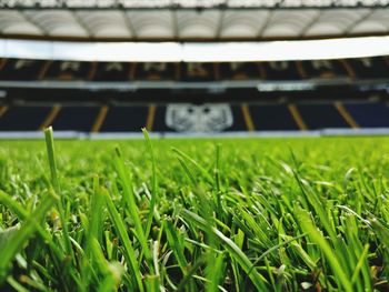 Close-up of plants growing on field