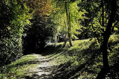 Trees in forest