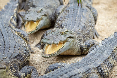 Crocodile with a mouth open in the midst of the herd