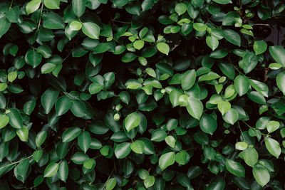 Full frame shot of plants