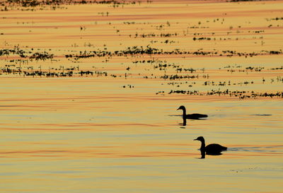 Birds flying over lake